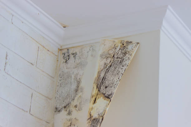 Why You Should Choose Our Mold Remediation Services in Ithaca, NY